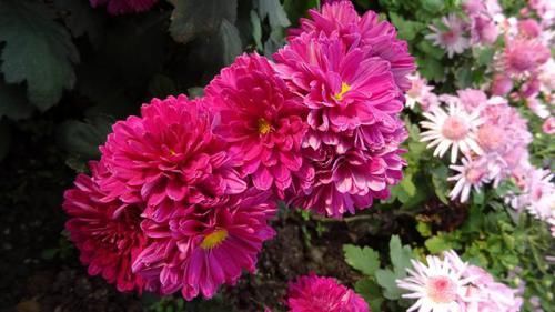  喜欢：喜欢菊花，就养盆“欧洲小米菊”水晶紫，花香袭人，芳香四溢！