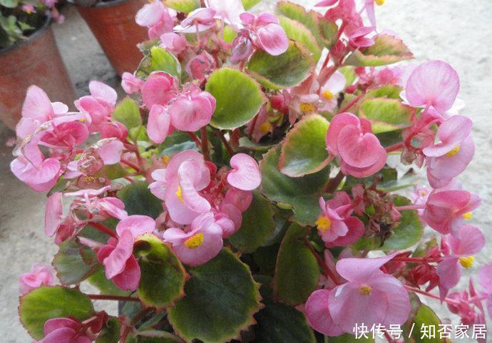  #一年四季#“3种花”，花期超长，好养好繁殖，一年四季看花开