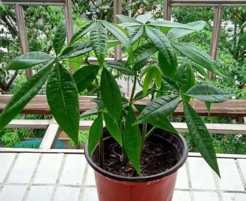  【空气中】新房子甲醛多该怎么办？居家摆放3种植物盆栽，既美观又实用
