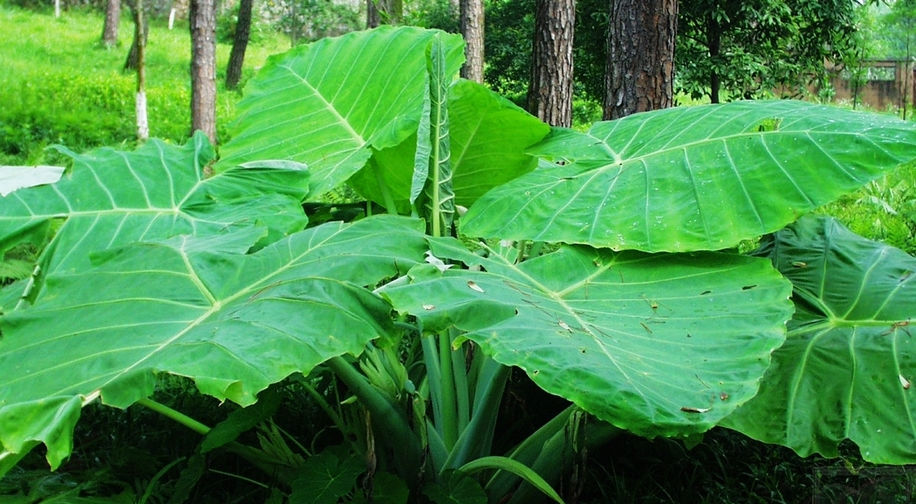  [知晓]农村这种野草叶似芋头，用途广泛，知晓之人却不多