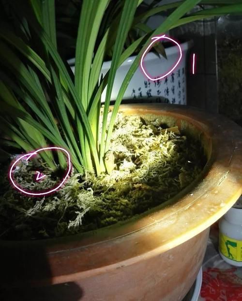  「张兰花图片」新买的兰花上盆养护才一个月，现在发现叶片焦尖怎么办？
