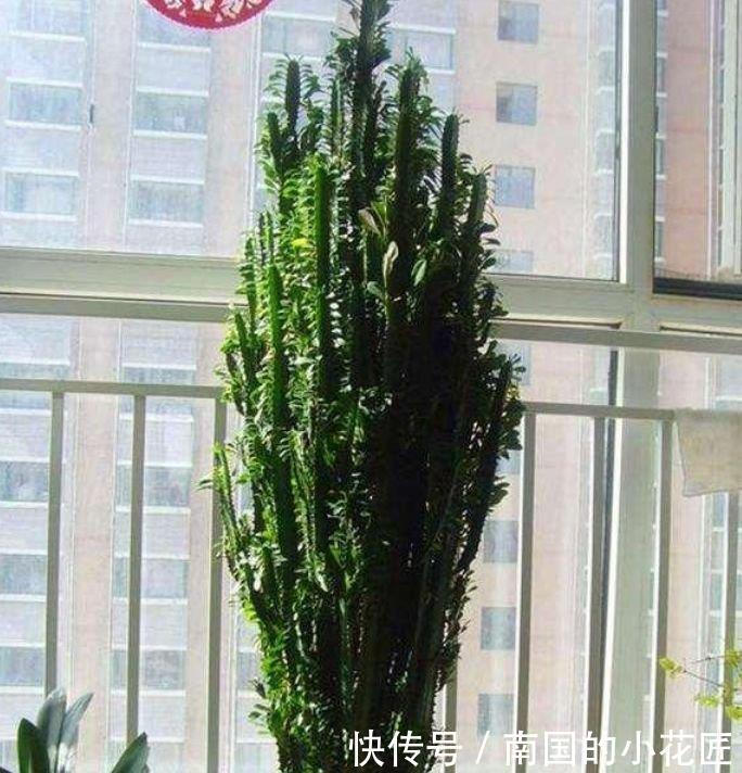  『鸿运当头』家里就养4种花，耐旱又耐晒，添福添运添富贵，红火一整年！