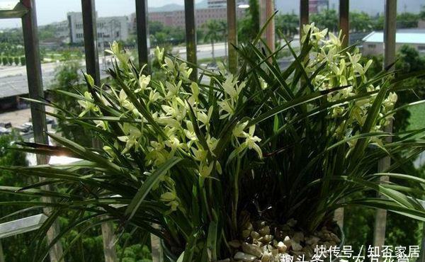 种植■花卉种植技术:家庭如何种植兰花,阳台兰花养殖技术!