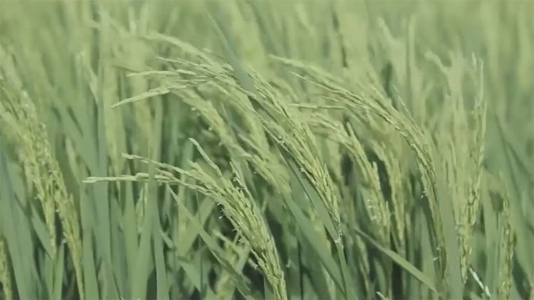  民间|民间牛人发明“手摇式”插秧机，不用油不用电，200元造一