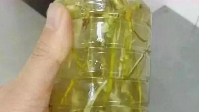 「解决」往盆里埋点“它”,啥花都能长好,土壤板结问题分分钟解决,实用