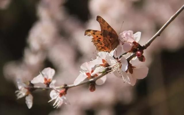 花开成海!!!再过半个月,海淀这座山将美成童话!