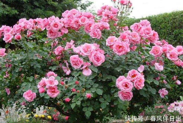  『树状』茶花扔了吧！此花植株高大，花色丰富，能开3个月，为盆栽佳品