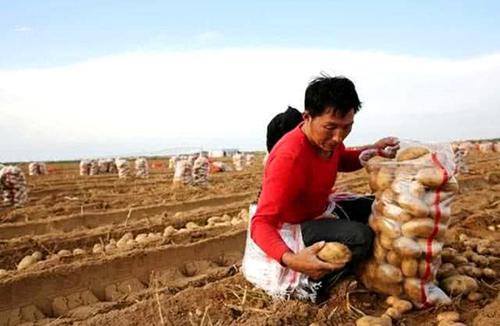 我国这个“最丢人”的沙漠:600多万亩黄沙变成绿洲,被种上土豆