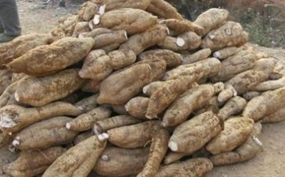  #没错#七八十年代喂猪的野草，不是中药材就是野菜，吃过的是土