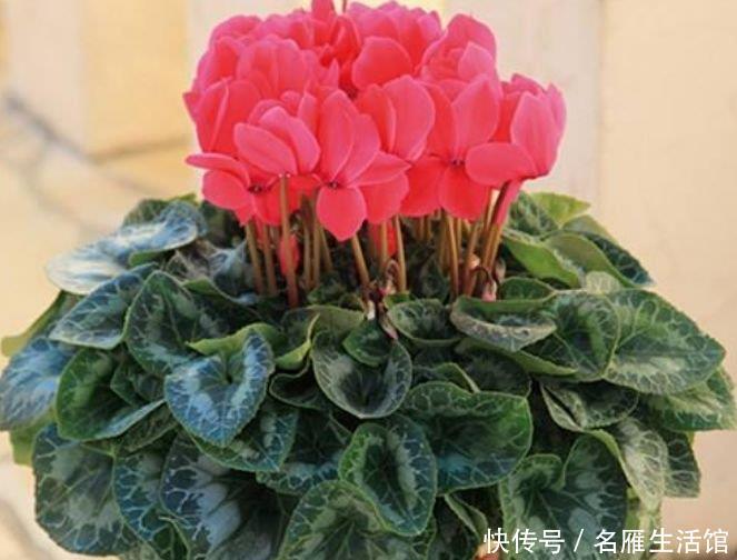  财运@养花就养3种花，好养易活花量大，寓意“财运高升”，福气满满
