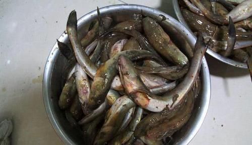  「钓友」沿海钓友的“入门鱼”吃食大胆，索饵凶狠，有一股蛮劲