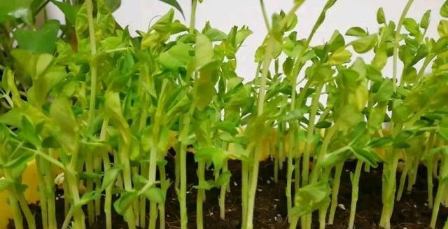  「蔬菜」不能在光线不好的阳台上种菜吗？即使是漫长的黑暗的一天