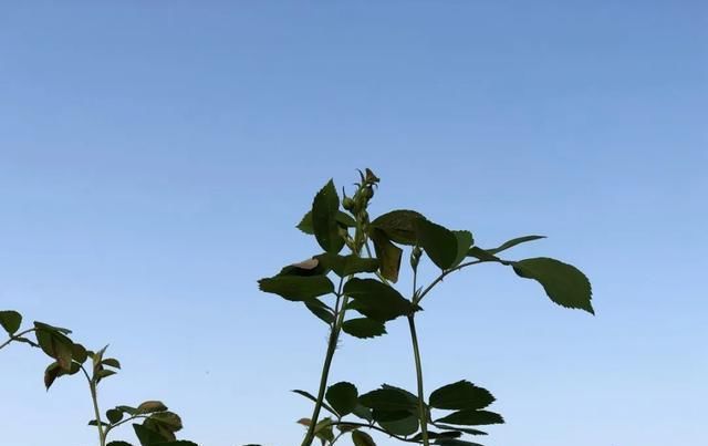  [家里]三月, 家里的植物
