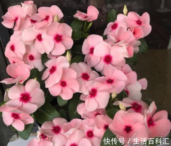 春天■春天就养“4种花”,四季开花,花色多,一盆能养一辈子!