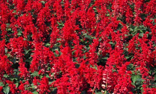  『富贵』养花就养3种花，开花好运来，富贵当头一年好运，一养就喜欢