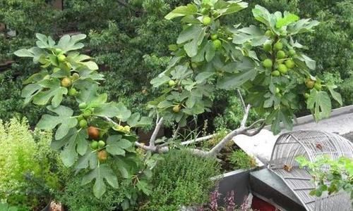 盆栽|盆栽无花果结果少做好3件事,开花结果越来越多,个个又大又甜
