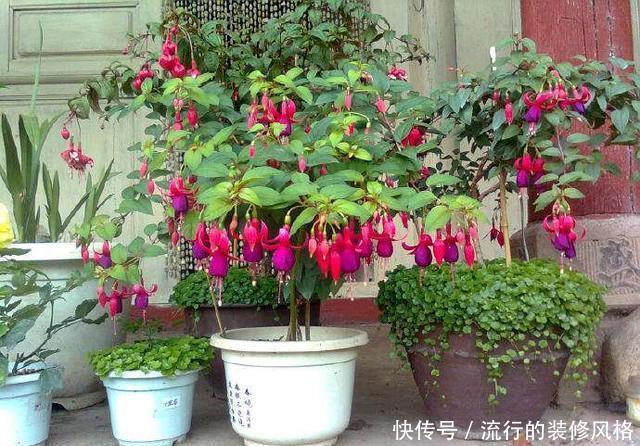  「种花」这3种花夏天养不得，温度一高就热死，很难过夏