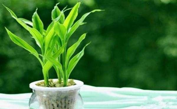  『适合』5种植物，想养死都难，适合新手练手用
