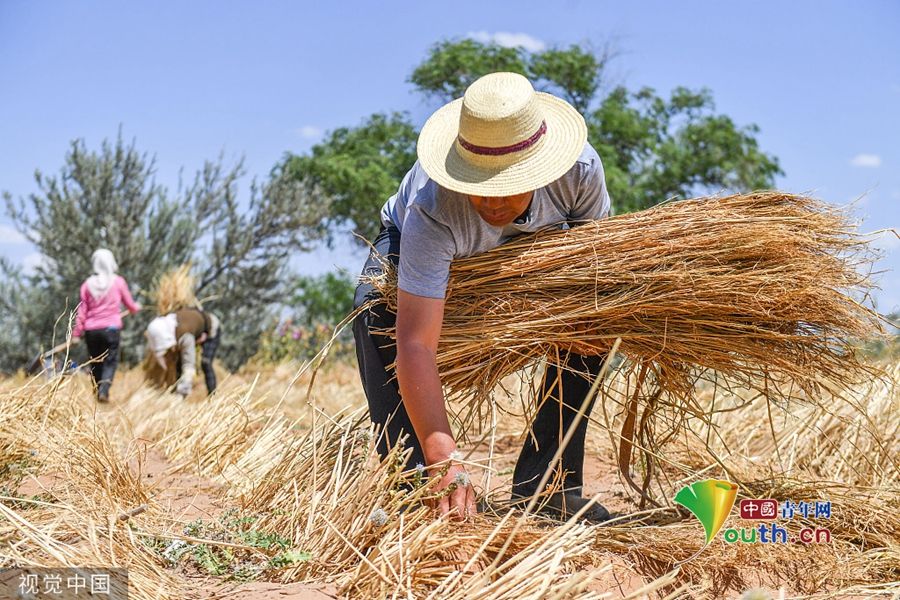 甘肃武威：当代愚公将沙漠变绿洲 六老汉三代治沙人共奋斗