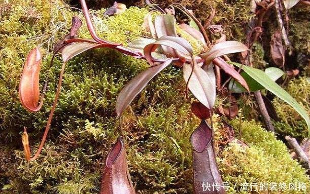 『老人』卧室里放4种植物,净化空气驱蚊虫,尤其第二种,老人小孩都健康