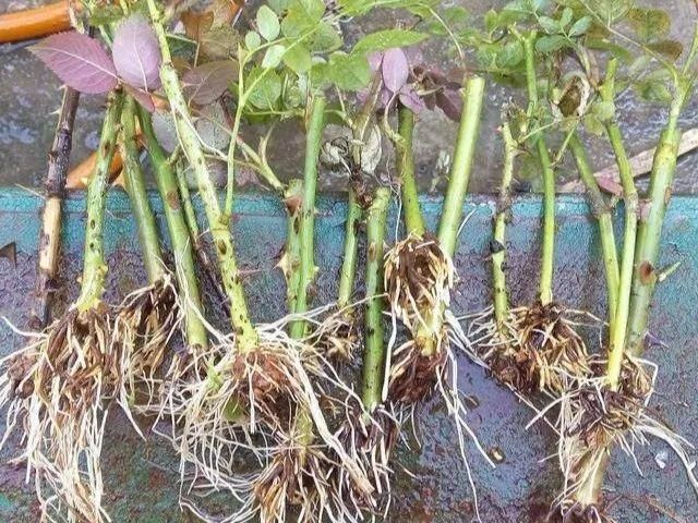  「溶液里浸泡」1粒小药片，碾碎丢水里，花像吃了兴奋剂疯长！