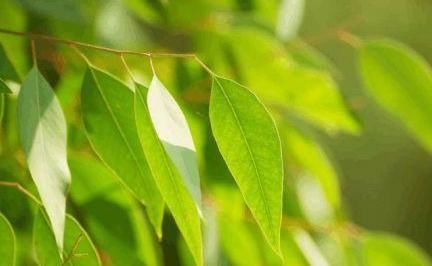 脸上毛孔被螨虫“堵住了”,会具备3个特征,别等烂脸后才后悔