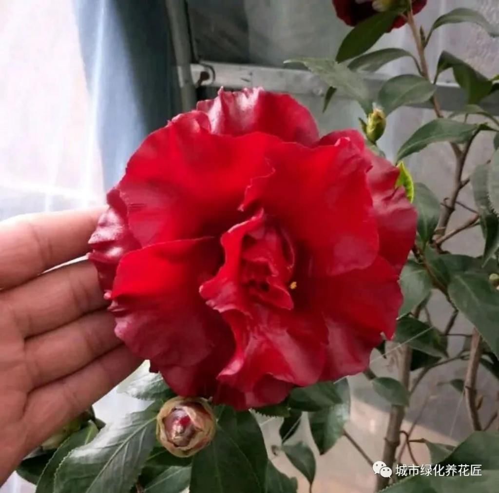  #技巧#茶花在新芽期怎么施肥，薄肥多次旺芽是关键，茶花安全施肥技巧