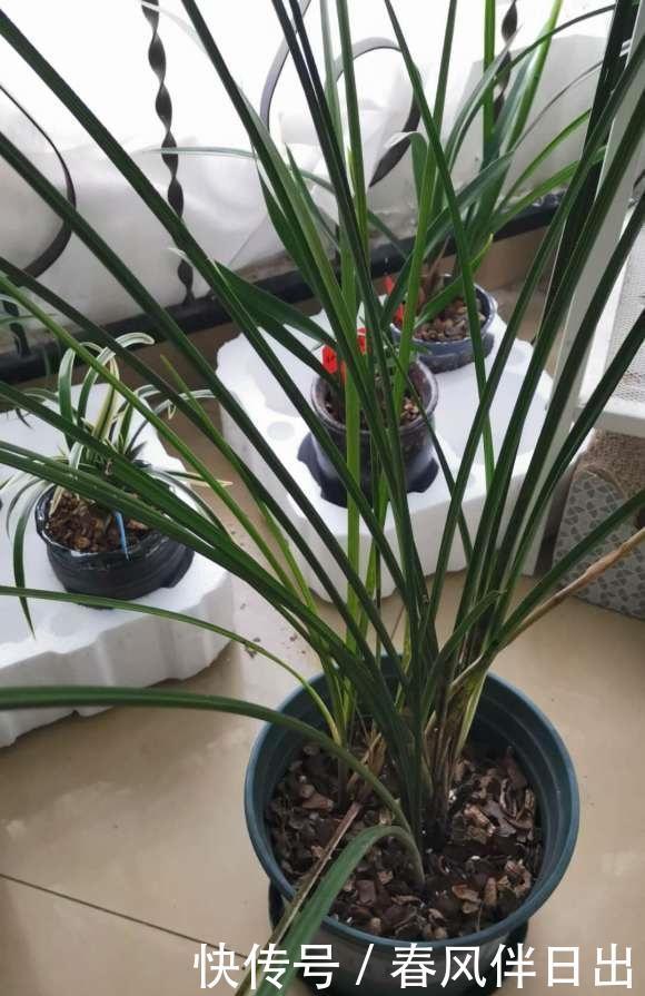  滋生|兰花浇水，2种“毒水”不能浇，滋生细菌烂根，直接把花浇死