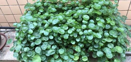  『害草』2种花沾土就疯长，最好别地栽，不然没处落脚！