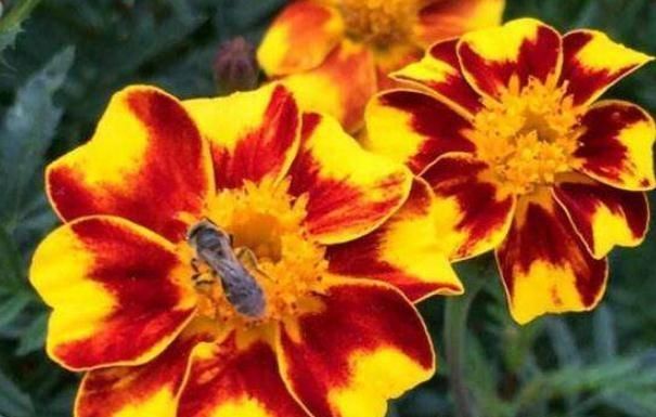  油亮■5月给“孔雀草”喝点“酒”，叶片油亮、花儿似火，一开花就整年