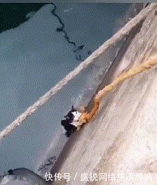  抓紧■猫咪掉水沟，好心路人用绳子救起，猫我会好好抓紧的，你别放手