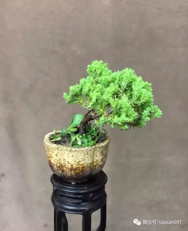 微盆景:把玩古朴的雅趣