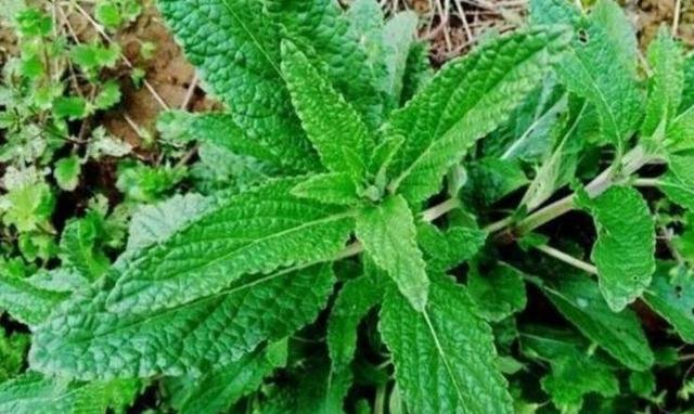 农村这野草叫做“草蛤蟆”，名字虽丑，用处可不少！