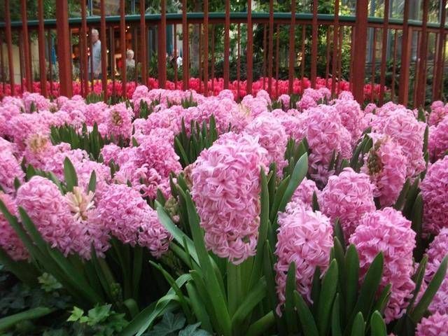  【日常】风信子日常养护技巧以相关疑难解答，养风信子就这么简单