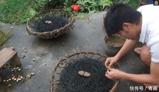  小伙|农村小伙, 捉住的宝贝可以卖200元, 一年可以收入20万