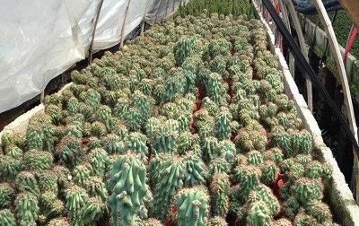  [山影]虎头山影的养殖方法