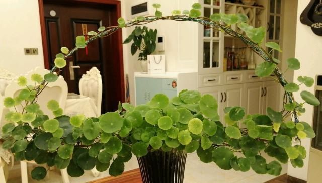  植物@养铜钱草，做好“4点”，叶子圆润如翡翠，盆里满是大“铜钱”！