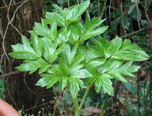 农村称为“明日草”，长在田里无人识，如今用来泡茶喝15元一斤