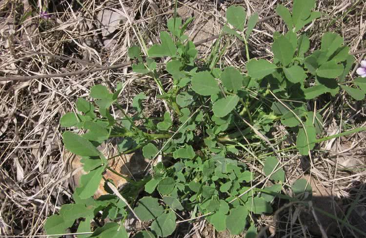 农民当杂草拔了的草，一斤卖一千多，遇到可别无视了！