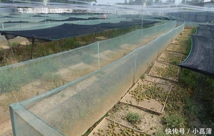 农村的3个骗局，多少钱都不够赔的，就算是停工了，农民也别干！