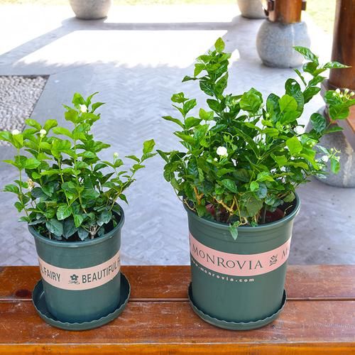  『盆栽植物』建议大家：在农村见此“草”勿扔！养在家里，净化空气又养眼
