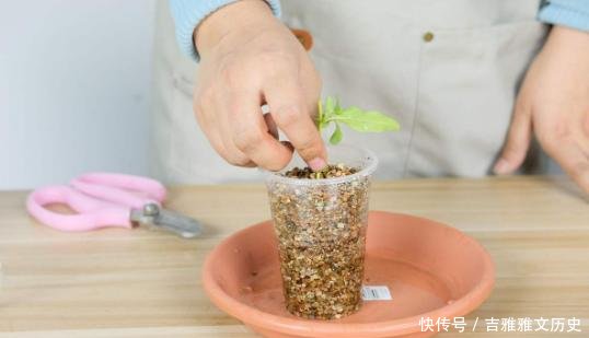  『开花』开花劳模就是它，开春狠心剪一剪，半个月就爆盆，不要心疼枝条！