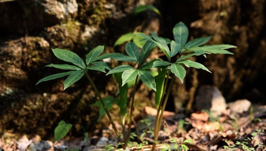 人称“七叶莲”，蛇见到就怕，当今价值珍贵，若在竹林见到请珍惜