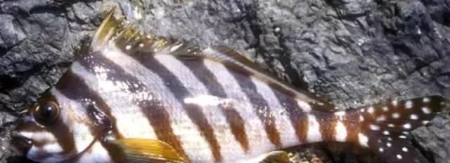  「东山叫红」46种海钓常见的鲷类鱼，最后一种高价的鱼原来也是鲷鱼，才知道