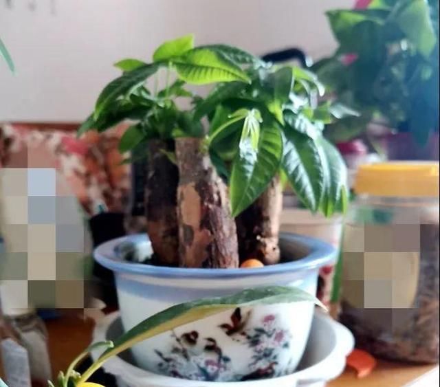  『以水培』春天就养的“5种花”,好养又漂亮,沾土就活,给点水就开花不断!