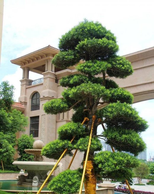  花期4：中式庭院景观设计中常用的15种绿化植物