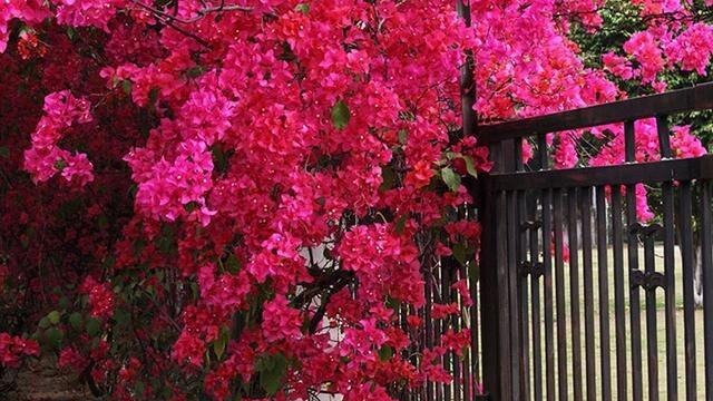 此花再贵也要栽几棵，号称“天下第一美”，花开220天，落土就活