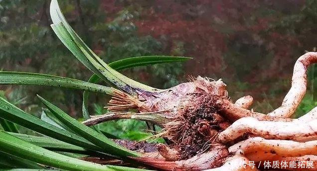  『串串』兰花换盆如果发现这些串串，不要手软，赶快剪切下来！