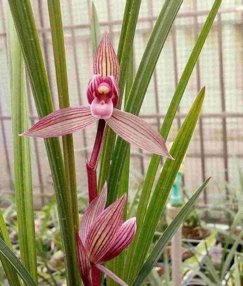  都江红素兰花：被称为兰界第一红素的兰花，花色鲜艳红彤彤，香气浓郁，价格亲民