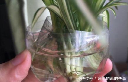 次水就行@阳台变花园,8种花现在养,半个月就爆满阳台,长的飞快花也多